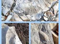 Fossiles sur le chemin <a style='color: #fff;' href='/uploaded/photo/arpavon-et-poet-sigillat-693b272fa3463.jpg'>(Télécharger)</a>