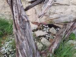  <a style='color: #fff;' href='/uploaded/photo/arpavon-et-poet-sigillat-693b272faeb40.jpg'>(Télécharger)</a>