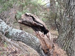  <a style='color: #fff;' href='/uploaded/photo/buis-le-rocher-du-lion-63efc1ff9434f.jpg'>(Télécharger)</a>