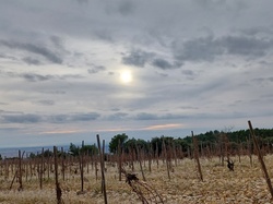  <a style='color: #fff;' href='/uploaded/photo/cairanne-le-sentier-magnum-658da91b2783f.jpg'>(Télécharger)</a>