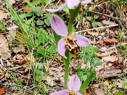  <a style='color: #fff;' href='/uploaded/photo/de-mirabel-y-beaulieu-6658becac7e4a.jpg'>(Télécharger)</a>