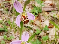  <a style='color: #fff;' href='/uploaded/photo/de-mirabel-y-beaulieu-6658becb094be.jpg'>(Télécharger)</a>