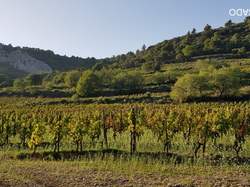  <a style='color: #fff;' href='/uploaded/photo/dentelles-de-montmirail-635cd18e67070.jpg'>(Télécharger)</a>