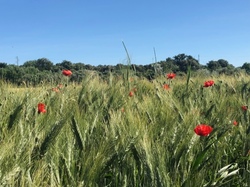  <a style='color: #fff;' href='/uploaded/photo/dr-chamaret-y-grignan-6839ba4f60b2e.jpg'>(Télécharger)</a>