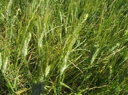  <a style='color: #fff;' href='/uploaded/photo/dr-chamaret-y-grignan-6839ba573553f.jpg'>(Télécharger)</a>