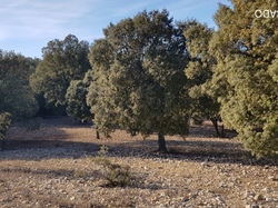  <a style='color: #fff;' href='/uploaded/photo/entrechaux-toulourenc-61f3eac4db652.jpg'>(Télécharger)</a>