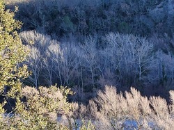  <a style='color: #fff;' href='/uploaded/photo/faucon-63cc098010045.jpg'>(Télécharger)</a>