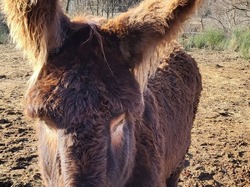  <a style='color: #fff;' href='/uploaded/photo/faucon-63cc098155e98.jpg'>(Télécharger)</a>