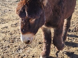  <a style='color: #fff;' href='/uploaded/photo/faucon-63cc0981c194c.jpg'>(Télécharger)</a>