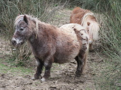  <a style='color: #fff;' href='/uploaded/photo/faucon-chapelle-ste-colombe-67d3068917e69.jpg'>(Télécharger)</a>