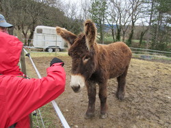  <a style='color: #fff;' href='/uploaded/photo/faucon-chapelle-ste-colombe-67d306917f305.jpg'>(Télécharger)</a>