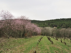  <a style='color: #fff;' href='/uploaded/photo/faucon-chapelle-ste-colombe-67d30694763b9.jpg'>(Télécharger)</a>