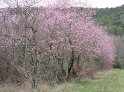  <a style='color: #fff;' href='/uploaded/photo/faucon-chapelle-ste-colombe-67d306947b93f.jpg'>(Télécharger)</a>