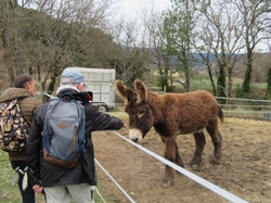  <a style='color: #fff;' href='/uploaded/photo/faucon-chapelle-ste-colombe-67d30695779c4.jpg'>(Télécharger)</a>