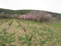  <a style='color: #fff;' href='/uploaded/photo/faucon-chapelle-ste-colombe-67d30697d3ef9.jpg'>(Télécharger)</a>