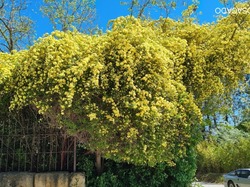  <a style='color: #fff;' href='/uploaded/photo/gargas-lutsrerie-mathieu-680e67f8ed19f.jpg'>(Télécharger)</a>