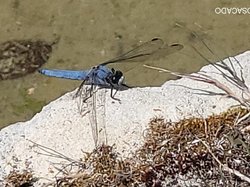  <a style='color: #fff;' href='/uploaded/photo/la-garde-adhy-mar-666211d7b0bd8.jpg'>(Télécharger)</a>