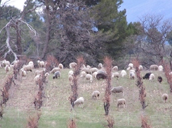  <a style='color: #fff;' href='/uploaded/photo/les-safres-de-serre-rouge-69613127a15da.jpg'>(Télécharger)</a>