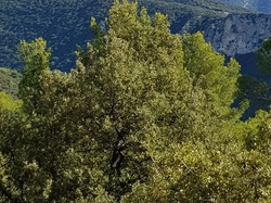  <a style='color: #fff;' href='/uploaded/photo/mollans-617ac79e8e138.jpg'>(Télécharger)</a>