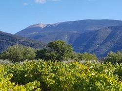  <a style='color: #fff;' href='/uploaded/photo/mollans-617ac79ed2a26.jpg'>(Télécharger)</a>