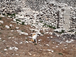  <a style='color: #fff;' href='/uploaded/photo/mont-ventoux-versant-sud-643983cdf0fa5.jpg'>(Télécharger)</a>