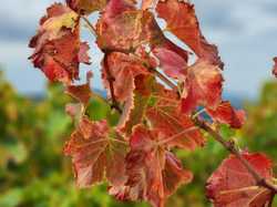  <a style='color: #fff;' href='/uploaded/photo/ocres-de-mormoiron-671a7c9a40d4f.jpg'>(Télécharger)</a>