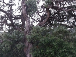  <a style='color: #fff;' href='/uploaded/photo/piegon-5e3318cad8cf4.jpg'>(Télécharger)</a>