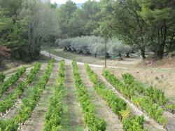  <a style='color: #fff;' href='/uploaded/photo/piegon-5f81efe798c6e.jpg'>(Télécharger)</a>