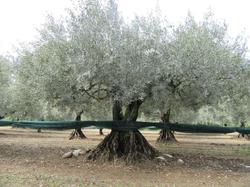  <a style='color: #fff;' href='/uploaded/photo/piegon-5f81efe7a681f.jpg'>(Télécharger)</a>