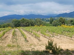  <a style='color: #fff;' href='/uploaded/photo/piegon-bois-du-roi-6479b938edf4a.jpg'>(Télécharger)</a>