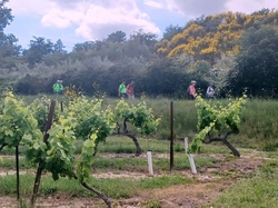  <a style='color: #fff;' href='/uploaded/photo/piegon-bois-du-roi-6479b94d666d2.jpg'>(Télécharger)</a>