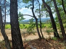  <a style='color: #fff;' href='/uploaded/photo/piegon-bois-du-roi-6479b9560d3ff.jpg'>(Télécharger)</a>