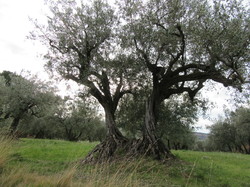  <a style='color: #fff;' href='/uploaded/photo/rando-cry-pes-67ae362a8daa9.jpg'>(Télécharger)</a>