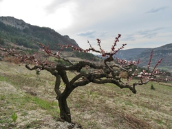  <a style='color: #fff;' href='/uploaded/photo/sahune-67ca054bbd332.jpg'>(Télécharger)</a>