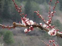  <a style='color: #fff;' href='/uploaded/photo/sahune-67ca054c1b90b.jpg'>(Télécharger)</a>