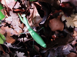  <a style='color: #fff;' href='/uploaded/photo/sainr-romain-en-viennosi-68c30be73de2d.jpg'>(Télécharger)</a>