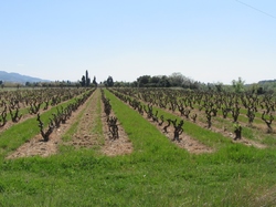  <a style='color: #fff;' href='/uploaded/photo/seguret-le-long-de-l-ouveze-67f806f098c07.jpg'>(Télécharger)</a>