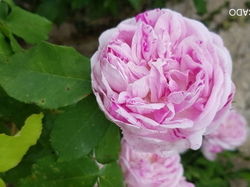  <a style='color: #fff;' href='/uploaded/photo/sejour-a-la-fressinouse-62ac40aa668d7.jpg'>(Télécharger)</a>