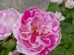  <a style='color: #fff;' href='/uploaded/photo/sejour-a-la-fressinouse-62ac40ab89c9a.jpg'>(Télécharger)</a>