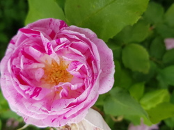  <a style='color: #fff;' href='/uploaded/photo/sejour-a-la-fressinouse-62ac40ab95334.jpg'>(Télécharger)</a>