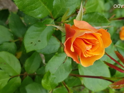  <a style='color: #fff;' href='/uploaded/photo/sejour-a-la-fressinouse-62ac40ac9889f.jpg'>(Télécharger)</a>