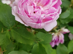  <a style='color: #fff;' href='/uploaded/photo/sejour-a-la-fressinouse-62ac40ad4399a.jpg'>(Télécharger)</a>