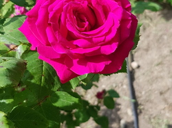  <a style='color: #fff;' href='/uploaded/photo/sejour-a-la-fressinouse-62ac40b011282.jpg'>(Télécharger)</a>