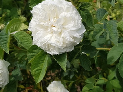  <a style='color: #fff;' href='/uploaded/photo/sejour-a-la-fressinouse-62ac40b0e4571.jpg'>(Télécharger)</a>