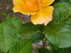  <a style='color: #fff;' href='/uploaded/photo/sejour-a-la-fressinouse-62ac40b362a0d.jpg'>(Télécharger)</a>