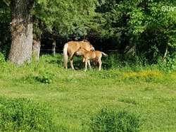  <a style='color: #fff;' href='/uploaded/photo/sejour-a-la-fressinouse-62ac40b9201ef.jpg'>(Télécharger)</a>