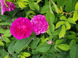  <a style='color: #fff;' href='/uploaded/photo/sejour-a-la-fressinouse-62ac40be06475.jpg'>(Télécharger)</a>