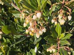  <a style='color: #fff;' href='/uploaded/photo/serignon-du-comtat-6903c1cf0d6f8.jpg'>(Télécharger)</a>