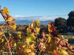  <a style='color: #fff;' href='/uploaded/photo/serignon-du-comtat-6903c1cf1ed08.jpg'>(Télécharger)</a>