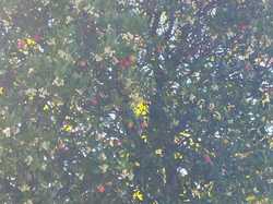  <a style='color: #fff;' href='/uploaded/photo/serignon-du-comtat-6903c1cf36310.jpg'>(Télécharger)</a>